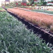 Windmill Nursery Closed Nurseries Gardening 26740 N Broadway An Acre Of Indoor Photo Windmill Nursery Escondido Ca United States
