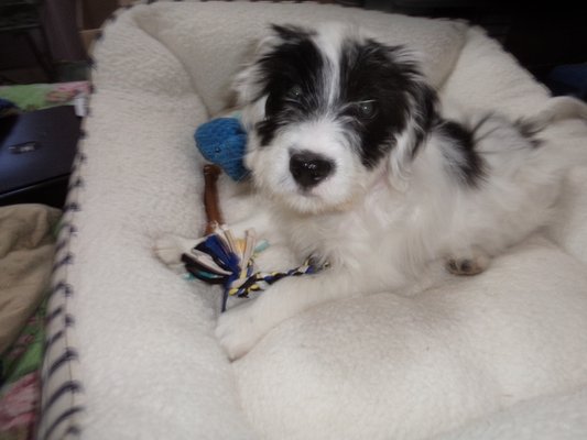 Linn County Dog Control Licenses & Animal Shelter