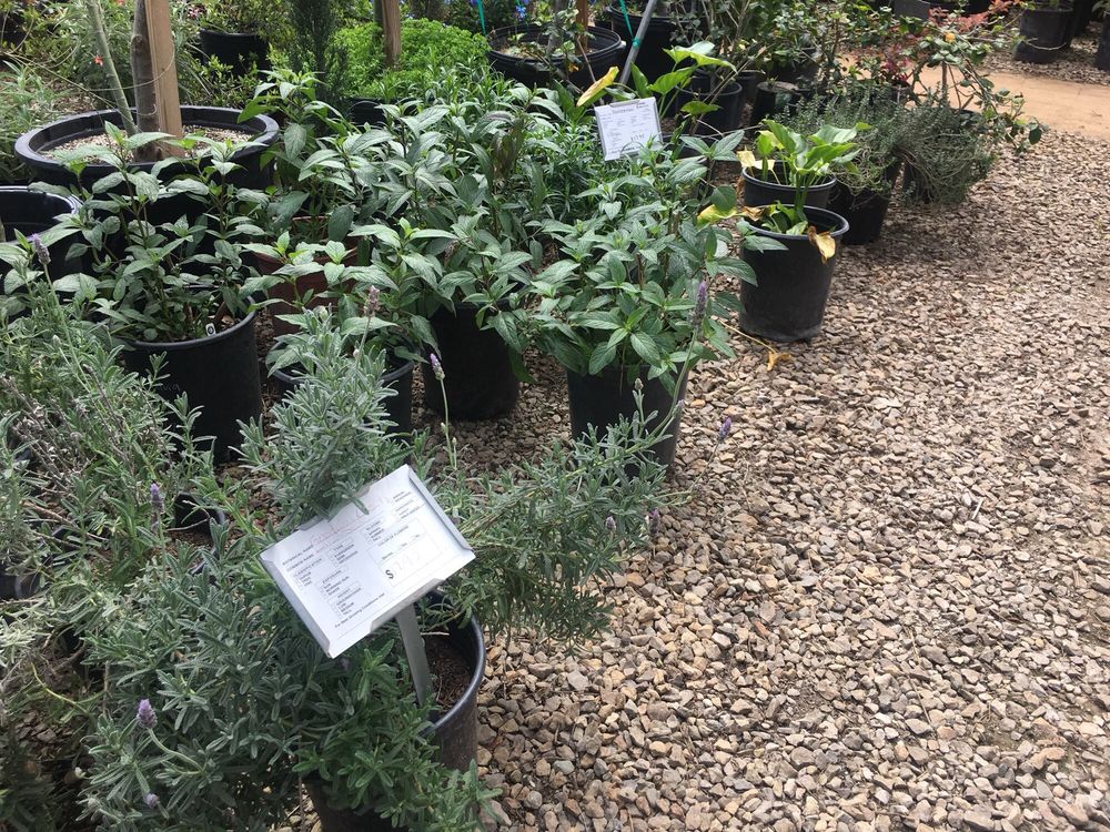 Photos For Growing Grounds Nursery Tree Outlet Yelp Photo Of Growing Grounds Nursery Tree Outlet Camarillo Ca United States