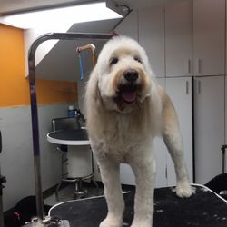 A Cut Above Dog Grooming Services York A Cut Above Dog Grooming Services York