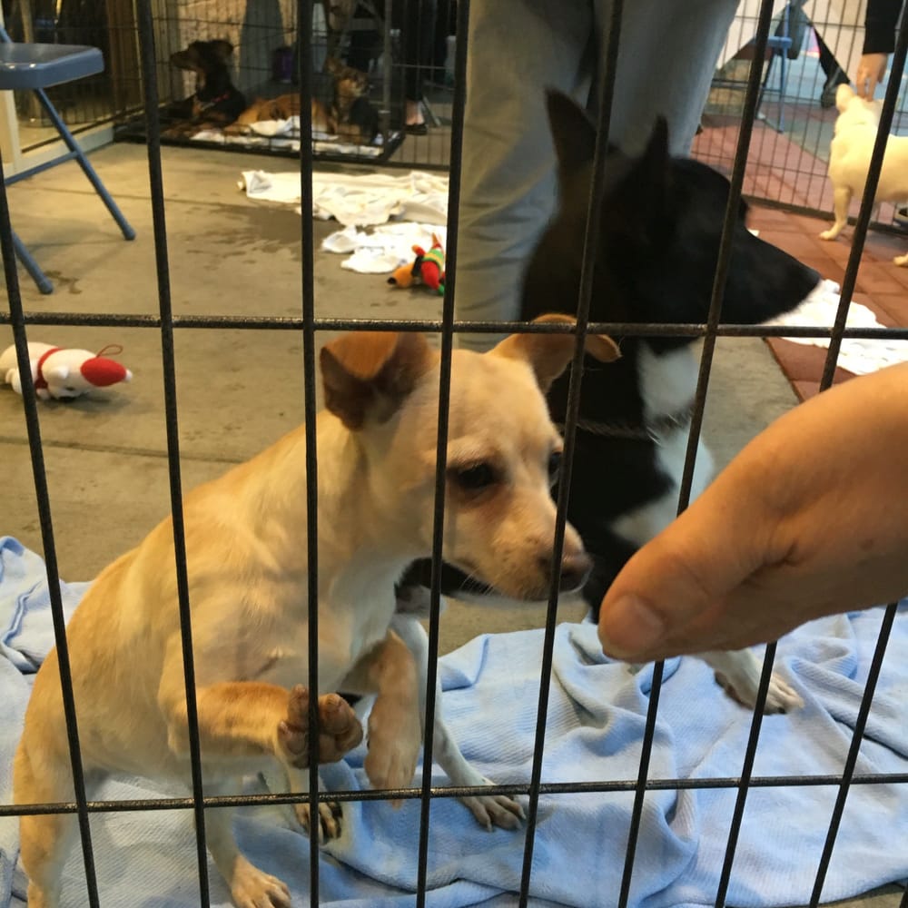 PetSmart 20 Photos & 31 Reviews Pet Stores 1160 Stafford Market