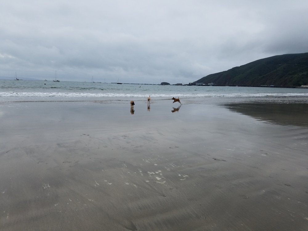 Fisherman’s Beach Dog Beach 14 Photos Beaches 3950 Avila Beach