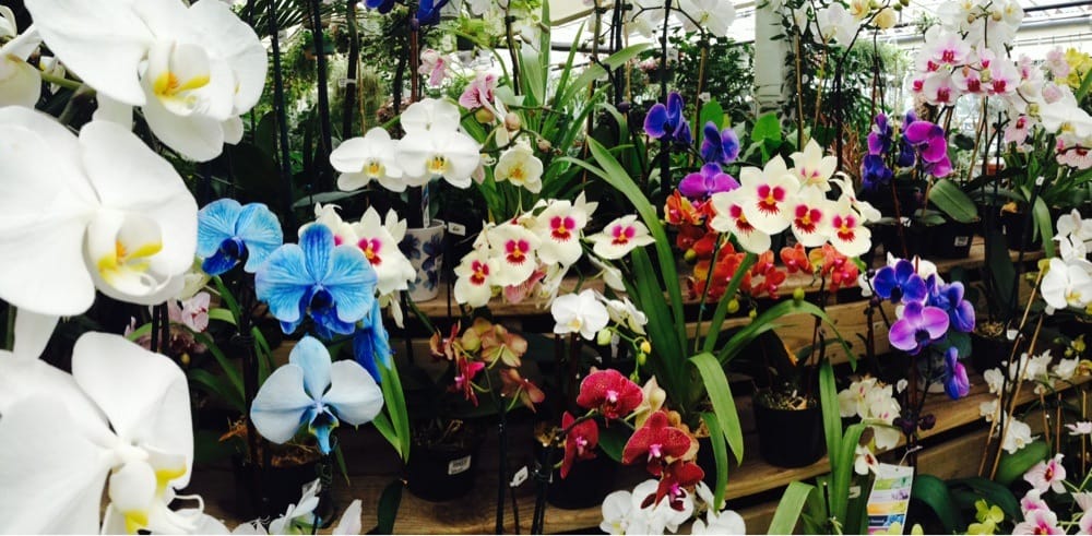 Merrifield Garden Center