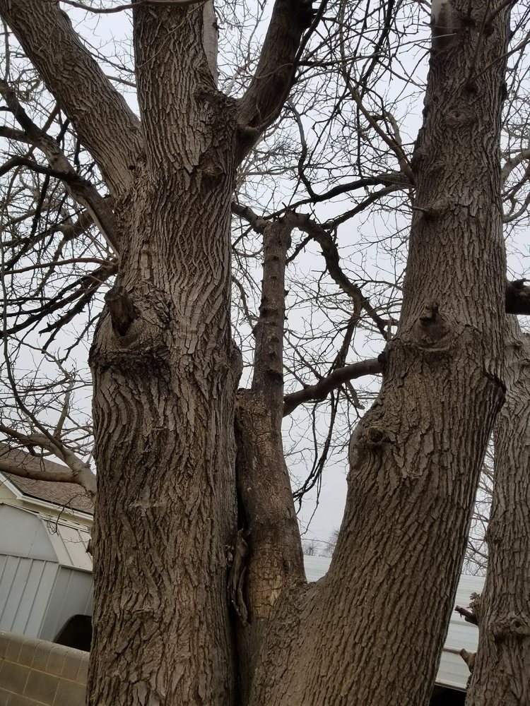 A Cutt Above Tree Service