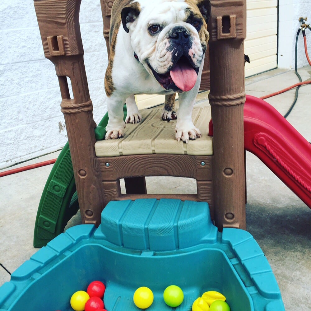 K9 Island Pet Groomers 211 Barberry Pl, Loveland, CO Phone Number