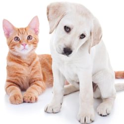 pet sitter carmel valley 13 photos 19 reviews dog walkers dog sitter
