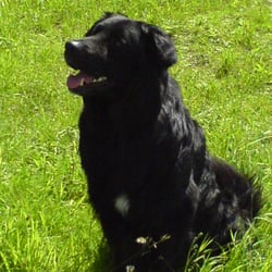 dressage chien lille