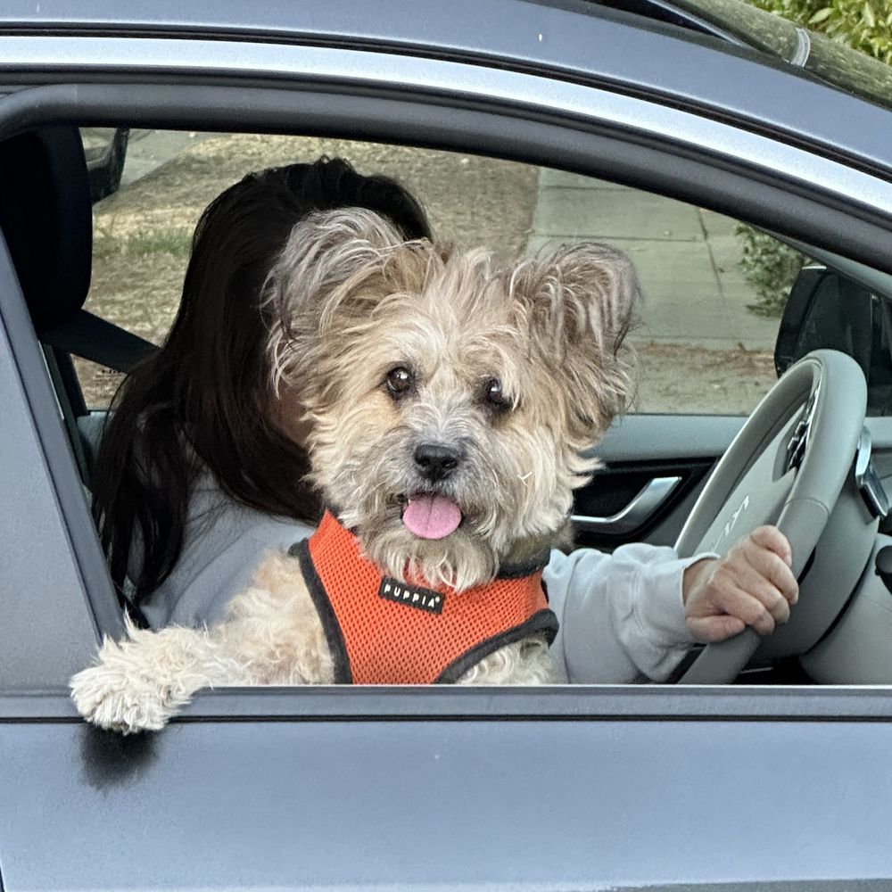 Pet Grooming Foxy Mutts Grooming Salon Foxy Dog Grooming Clearance