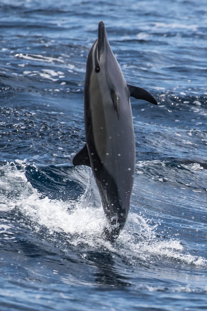 Dolphin Spotted On Whale Watch Yelp Photo Of Newport Landing Whale Watching And Sportfishing Beach Ca United States