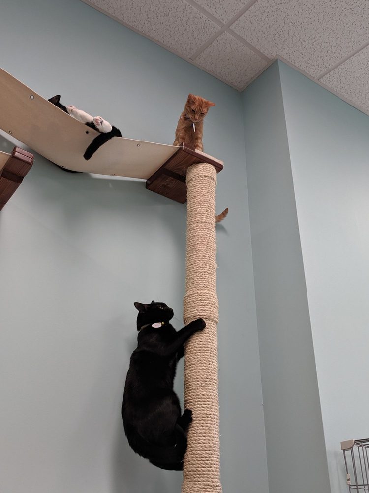 Meows Corner