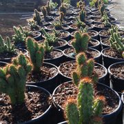 La Vista Nursery 17 Photos Nurseries Gardening 13456 El Photo Of La Vista Nursery Riverside Ca United States