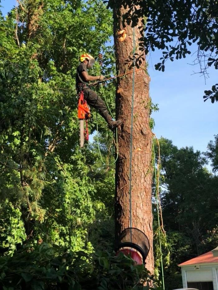 Top Flight Tree Service