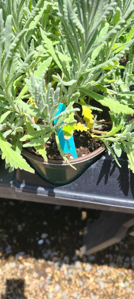 Banner Nursery & Garden Center