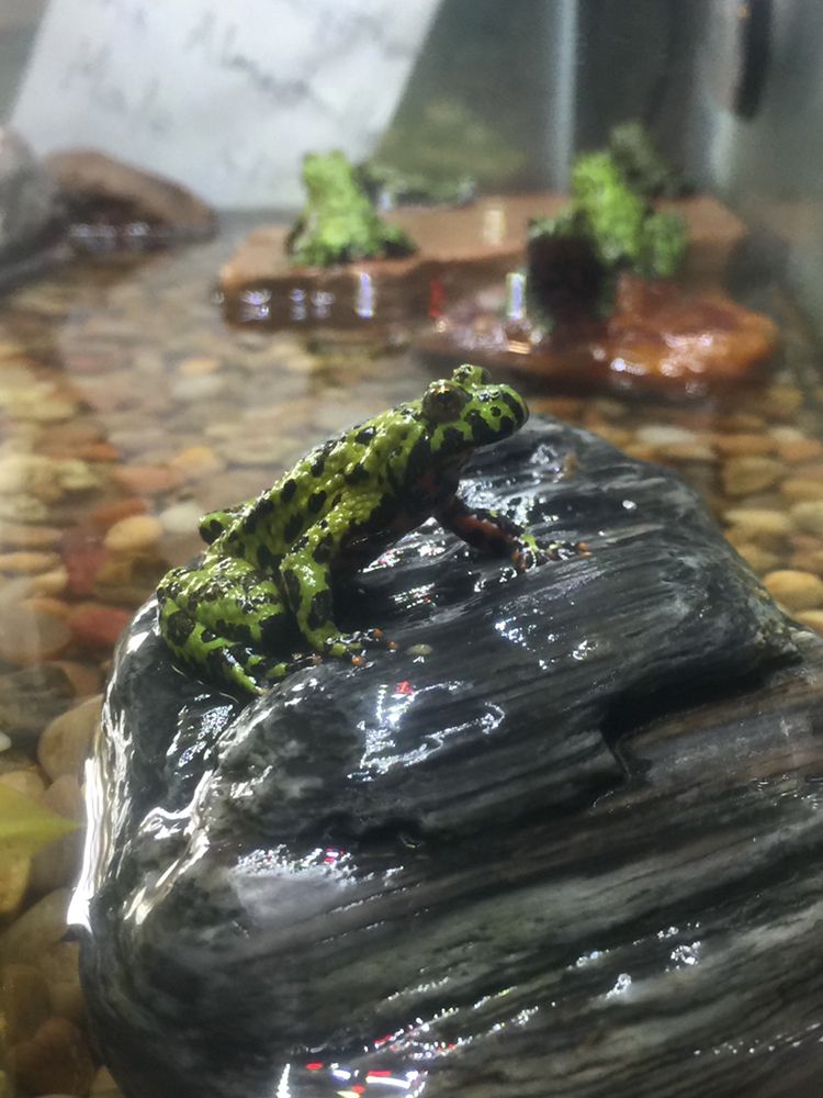 Kaija's Garden and Pet