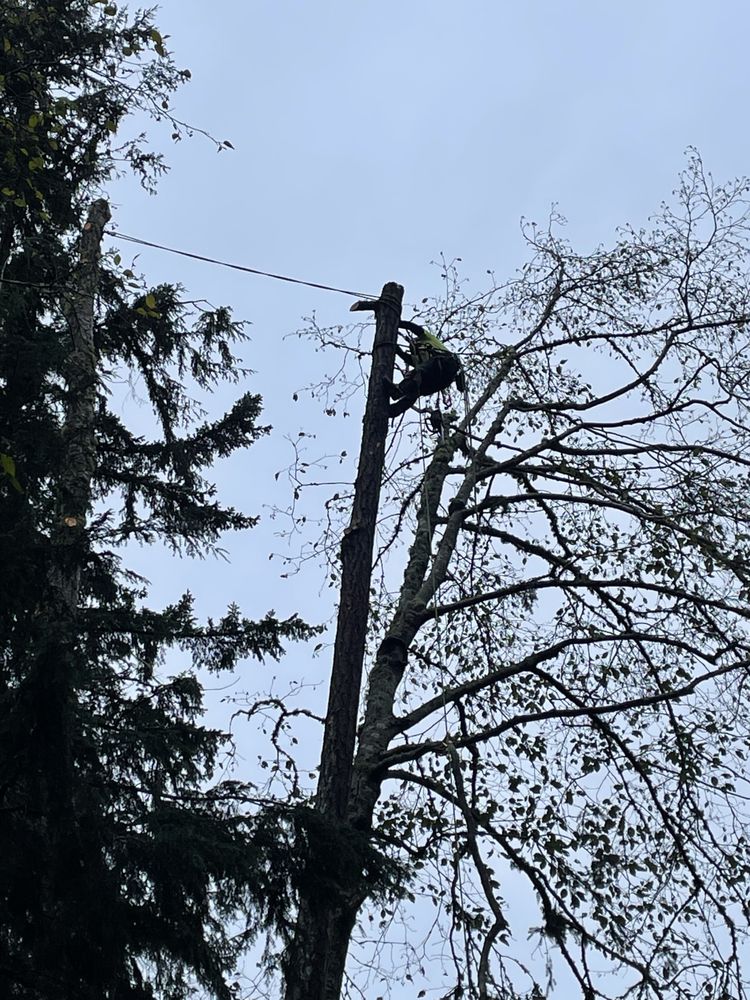 Tree Bargain Service