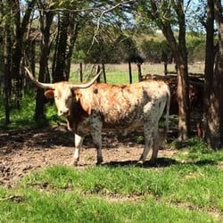 photo of pioneer farms austin tx united states