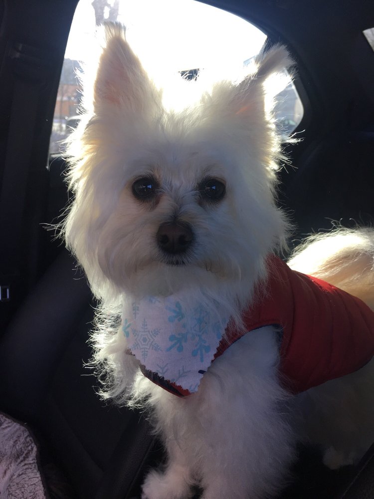 Splash and Dash Groomerie & Boutique 13 Photos Pet Groomers 637