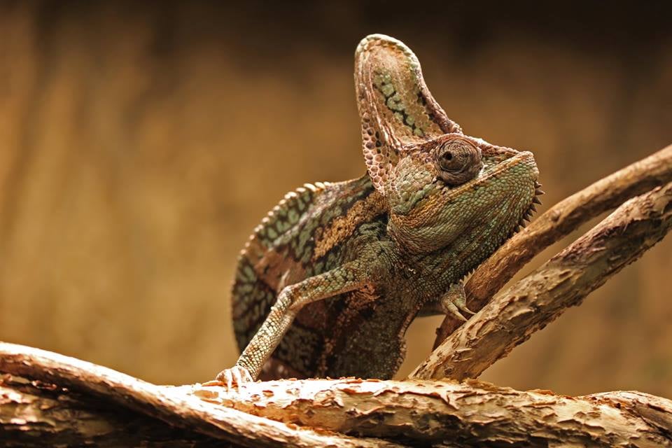 Clyde Peeling’s Reptiland 89 Photos & 28 Reviews Zoos 18628 US Rt