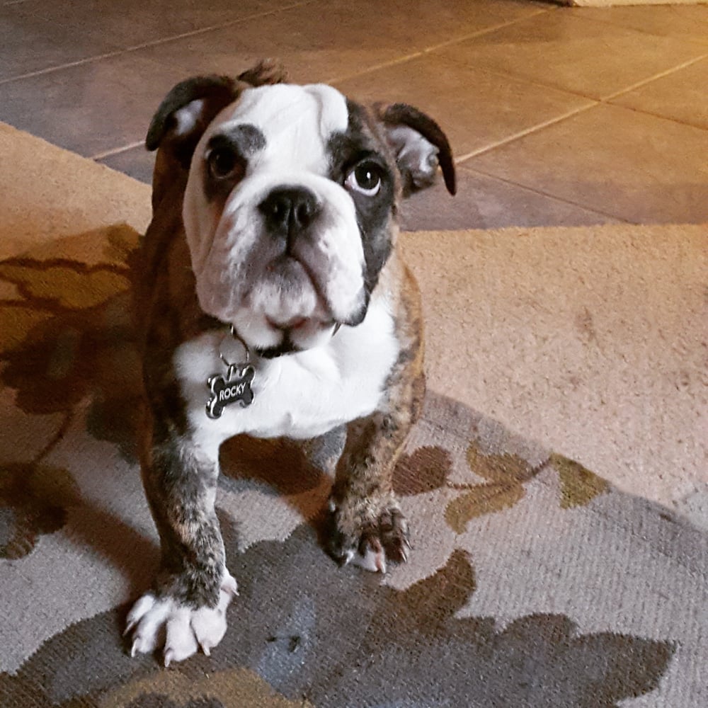 puppy store santa ca my new bulldog thank you andrew yelp puppy store santa ca my new bulldog thank you andrew yelp