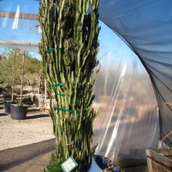 Desert Gardens Nursery Closed 25 Photos Nurseries Gardening Photo Of Desert Gardens Nursery Glendale Az United States