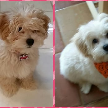 Bark Avenue Dog Grooming Boutique 65 Photos 42 Reviews Pet Photo Of Bark Avenue Dog Grooming Boutique Santa Clarita Ca United States