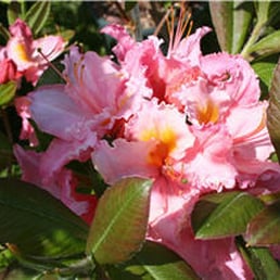 Vineland Nurseries 11 Photos Gardening 4540 Martin Photo Of Vineland Nurseries On Canada