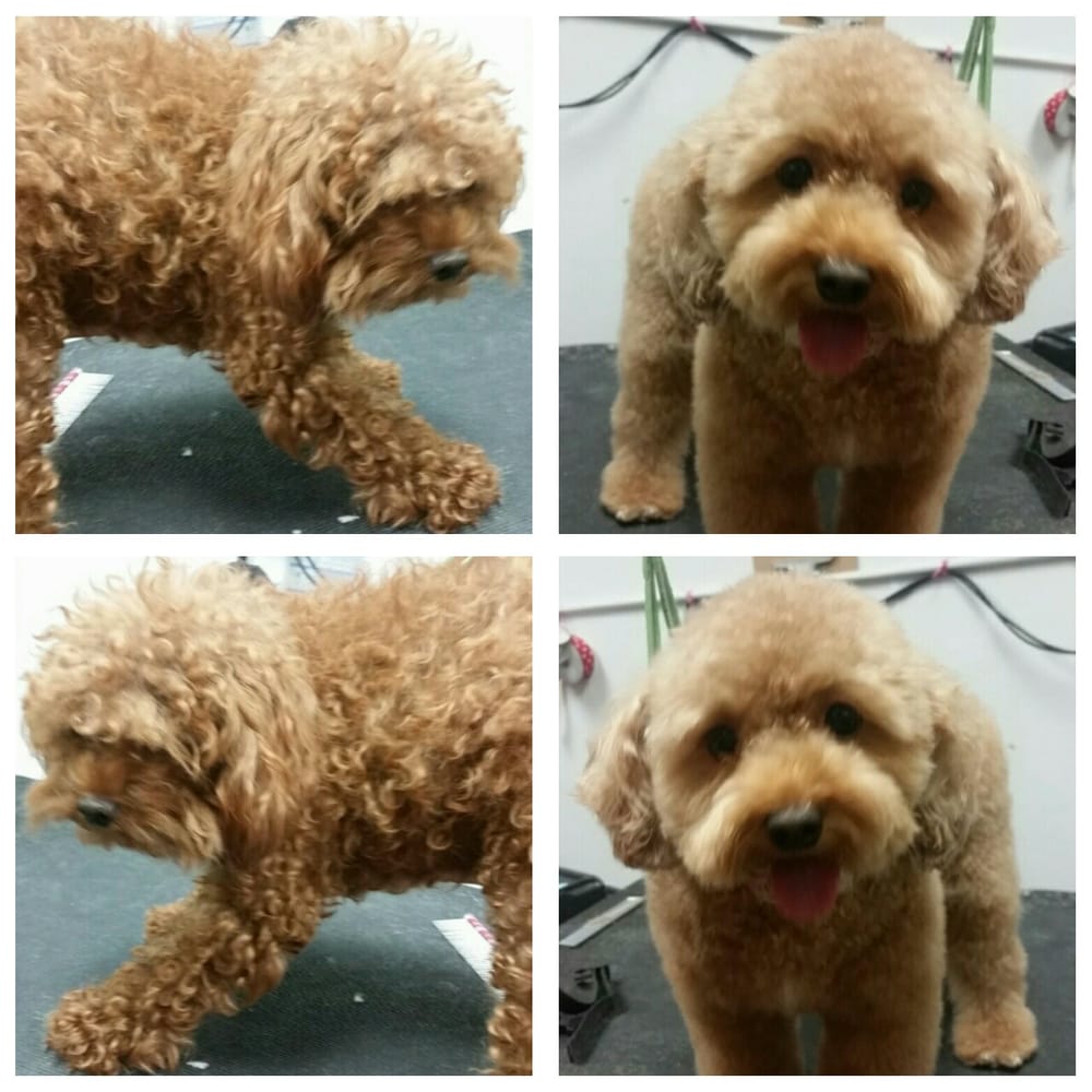 ny puppy club before and after poodle grooming done by jin yelp ny puppy club before and after poodle grooming done by jin yelp