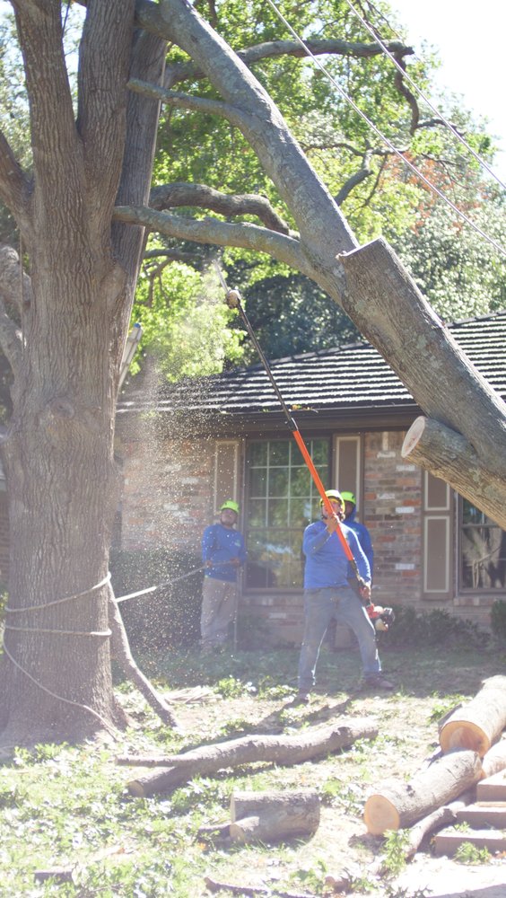 Texas Tree Surgeons