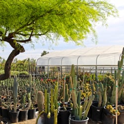 Desert Horizon Nursery 106 Photos 60 Reviews Nurseries Photo Of Desert Horizon Nursery Queen Creek Az United States
