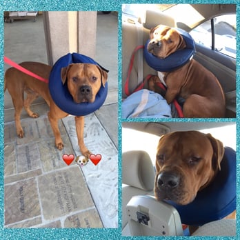 Dog Rescue Ventura County Ca Dog Rescue Ventura County Ca