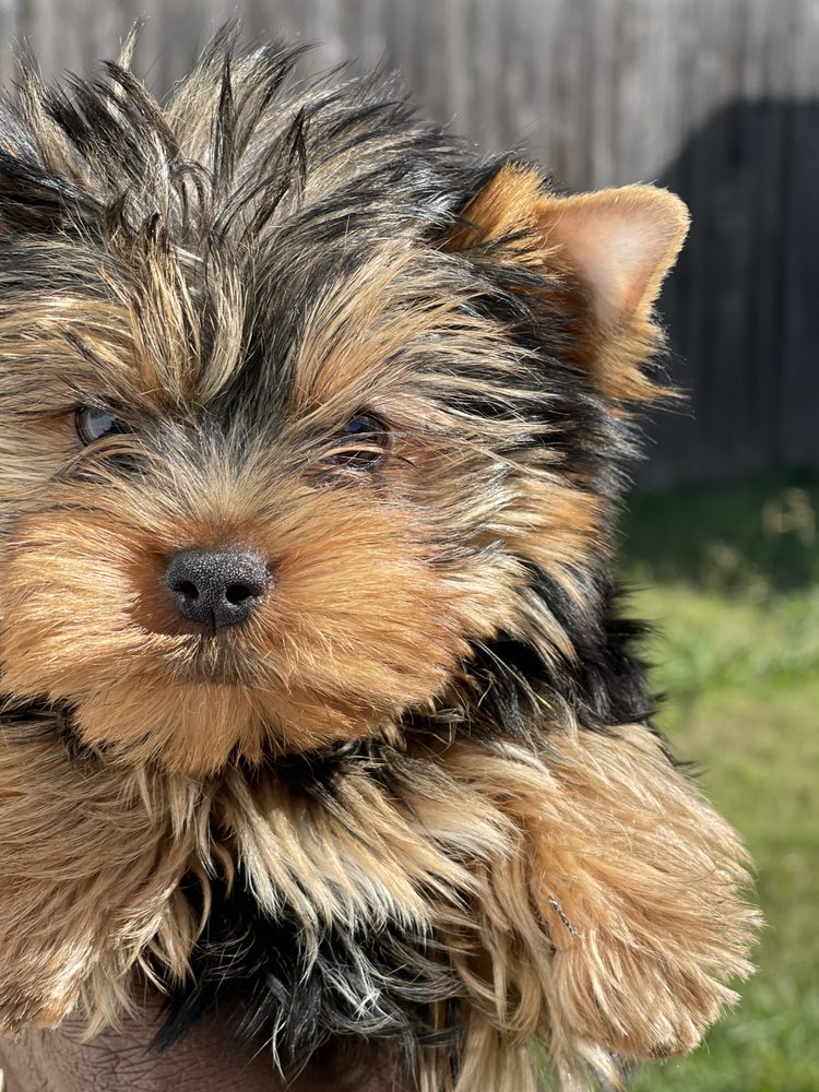 Yorkies of Austin