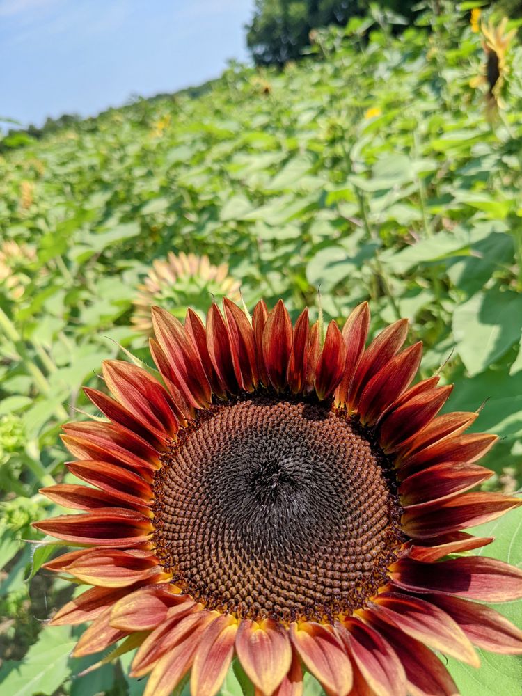 Dalton Farms