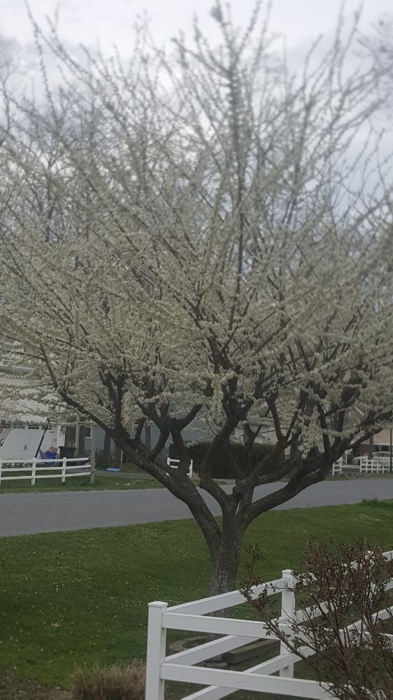 Expert Tree Solutions