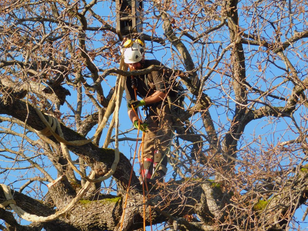 Sierra Vista Vegetation Removal & Tree Services