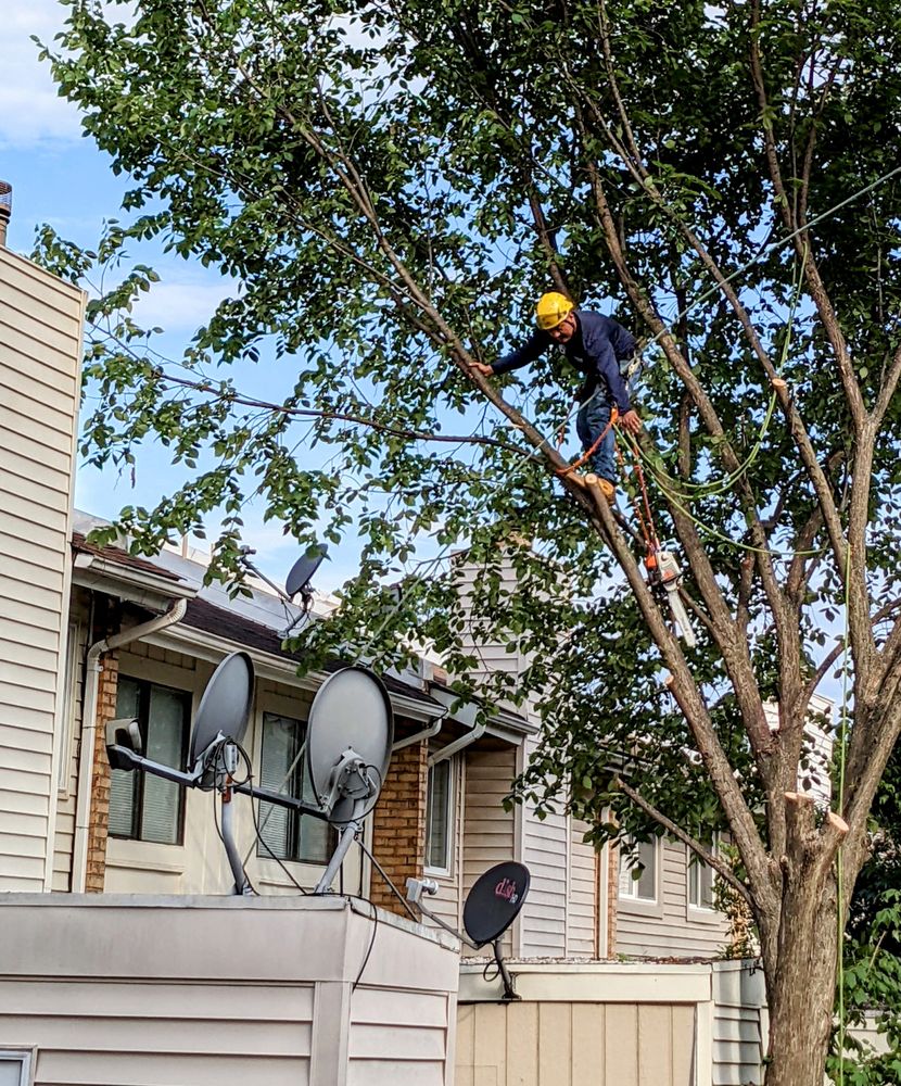 Bautista Landscaping