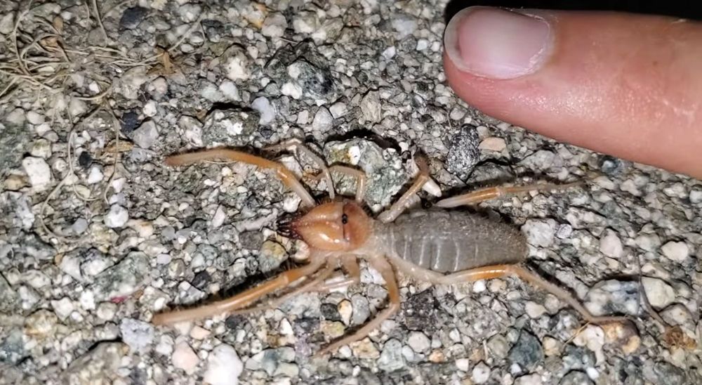 Adscot Pest Control