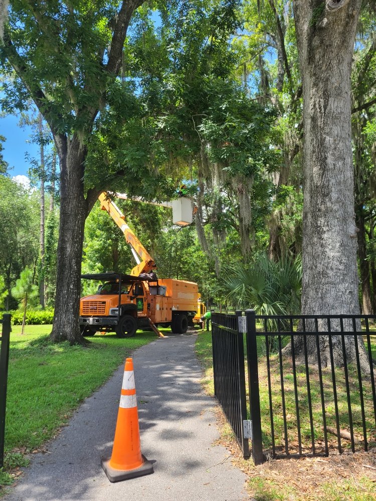 Tip Top Tree Experts