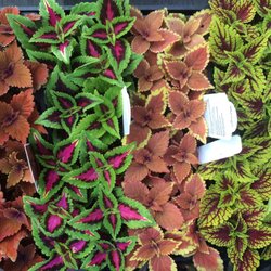 Hartman S Towne Country Greenhouse 20 Photos Florists 2021 Photo Of Hartman S Towne Country Greenhouse Manitowoc Wi United States Add