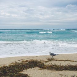 Lake Worth Pier Closed 46 Photos 16 Reviews Beaches 10 Photo Of Lake Worth Pier Fl United States Chillin