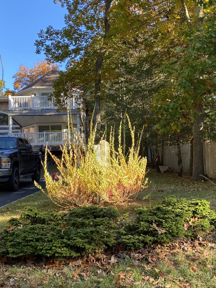 MB Tree Service Corp