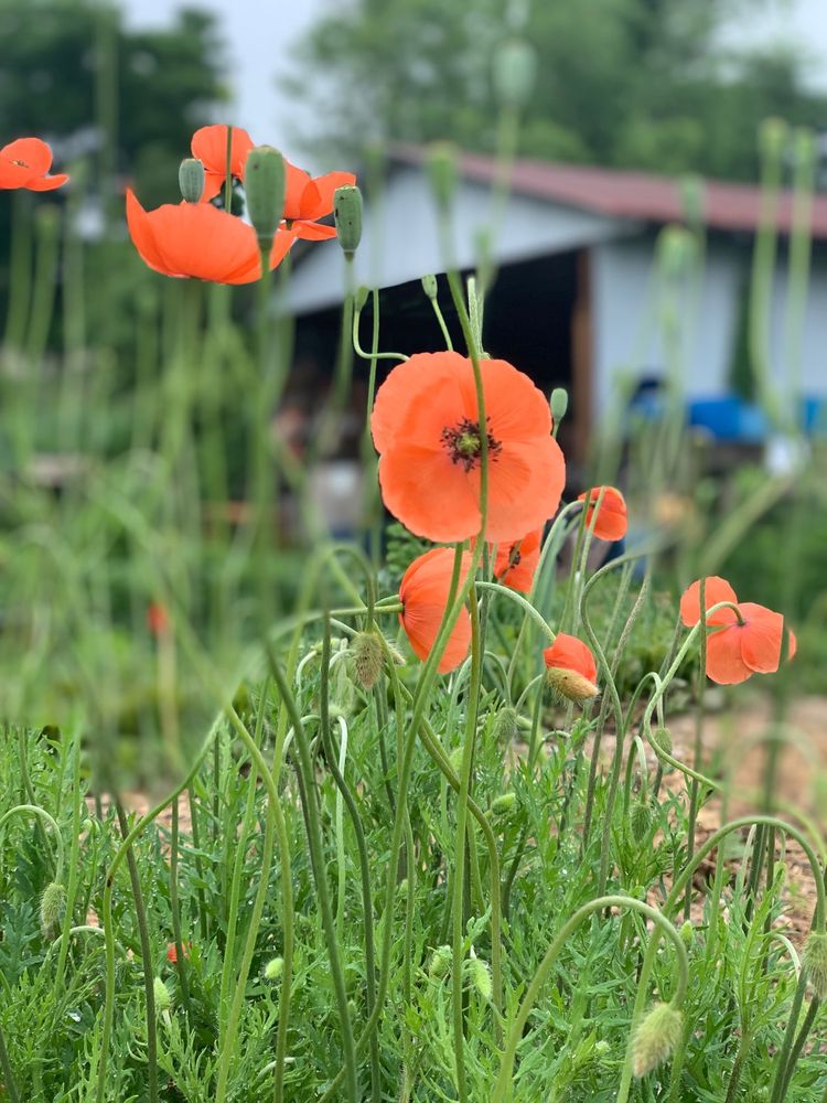 Dr John Wilson Community garden Image