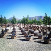 Valley Crest Tree Nursery Availability Thenurseries Brightview Tree Company Nurseries Gardening 3200 W Telegraph Valley Crest