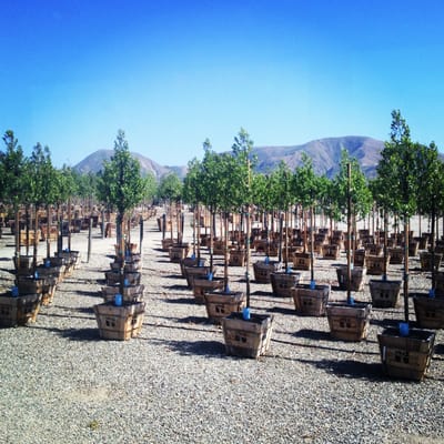 Brightview Tree Company 3200 W Telegraph Rd Fillmore Ca Landscape Brightview Tree Company 3200 W Telegraph Rd Fillmore Ca Landscape Designers Mapquest