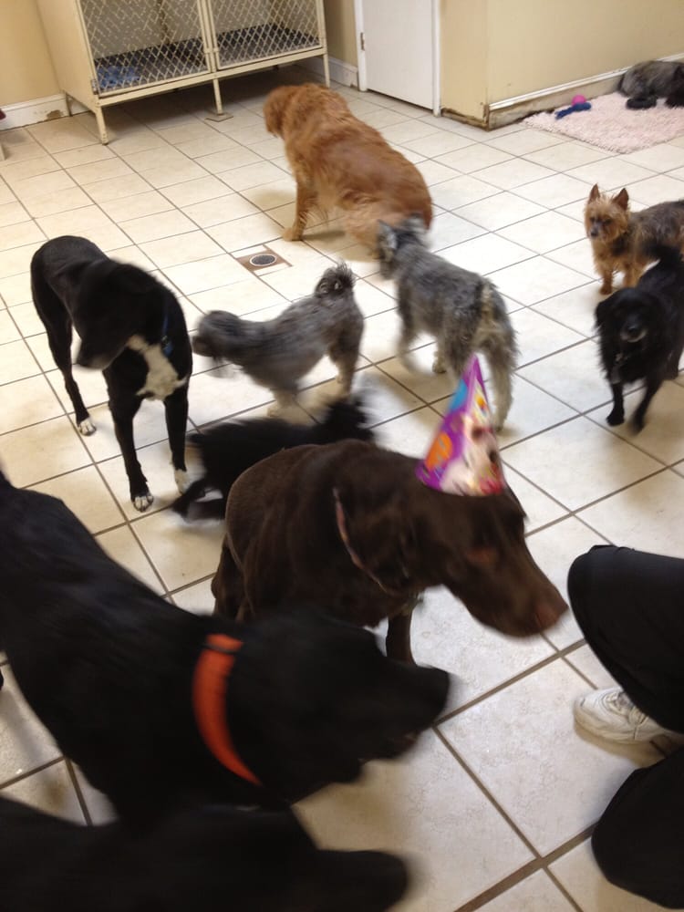 Taj Mapaw 12 Photos Pet Boarding/Pet Sitting 3112 Franklin Rd SW