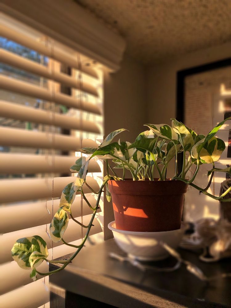 Evergreen Nursery