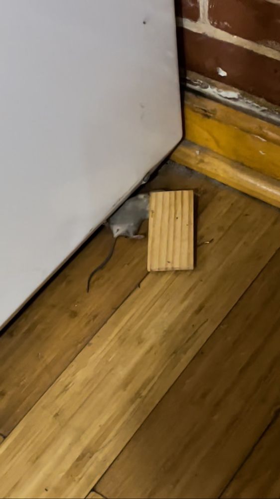 Year Round Pest Solutions