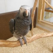 wholesale bird and cage 14 photos pet stores 1805 wholesale bird and cage 14 photos pet stores 1805