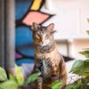Java Cats Cafe