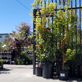 Yelp Reviews For East Bay Nursery 78 Photos 162 New