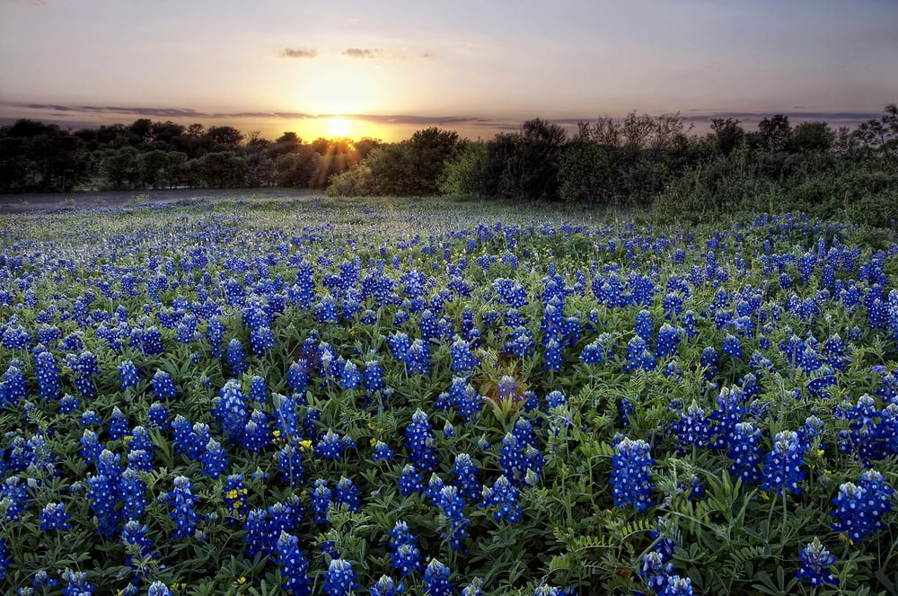 Cowboy Cutt In Landscaping Lawn Care 46 Photos Cowboy Cutt In Landscaping Lawn Care 46 Photos San Antonio Tx Phone Number Yelp